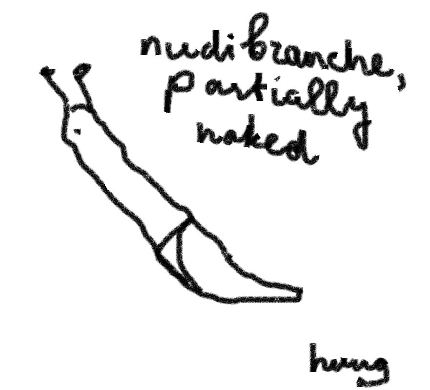 Nudibranche